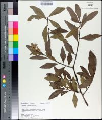 Quercus laurifolia image