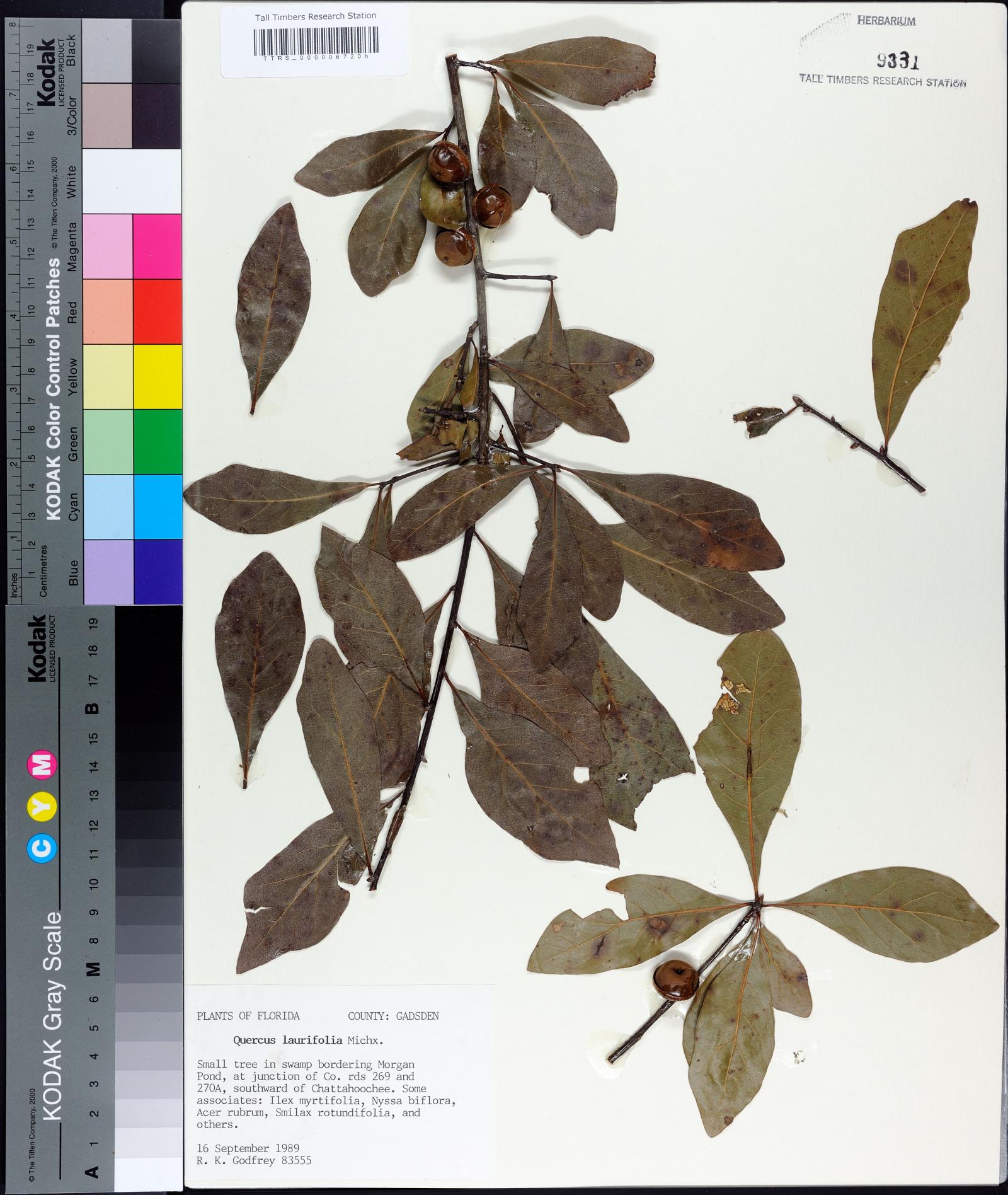 Quercus laurifolia image