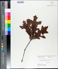 Quercus lyrata image