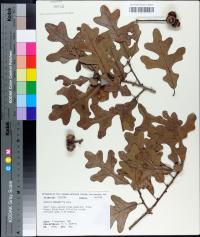 Quercus margaretta image