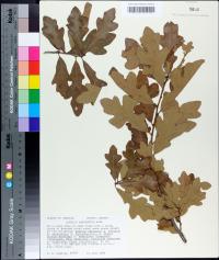 Quercus margaretta image