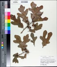 Quercus margaretta image