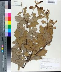 Quercus margaretta image