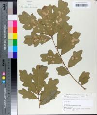 Quercus margaretta image