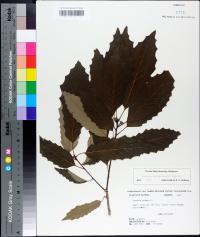 Quercus muehlenbergii image