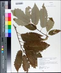 Quercus muehlenbergii image