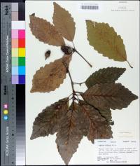 Quercus montana image