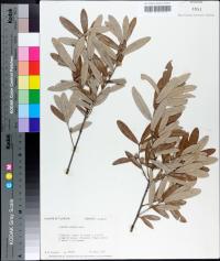 Quercus pumila image