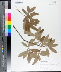 Quercus pumila image