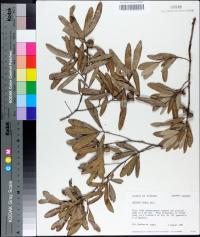 Quercus pumila image