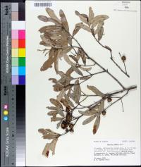 Quercus pumila image