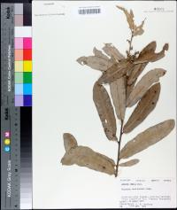 Quercus pumila image