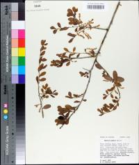 Quercus pumila image