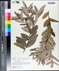 Quercus pumila image