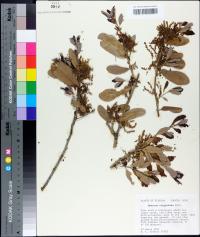 Quercus virginiana image