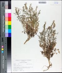 Fumaria officinalis image