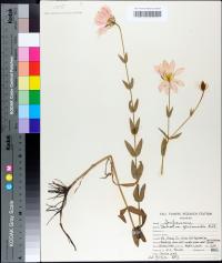 Sabatia gentianoides image