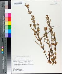 Hypericum crux-andreae image