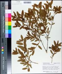 Hypericum frondosum image