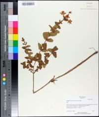 Hypericum myrtifolium image