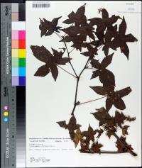 Liquidambar styraciflua image