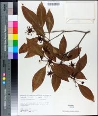 Illicium floridanum image