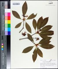 Illicium floridanum image