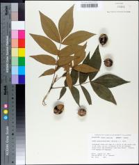 Carya myristiciformis image