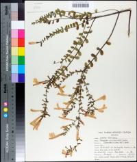 Calamintha coccinea image