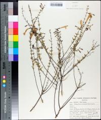 Calamintha coccinea image