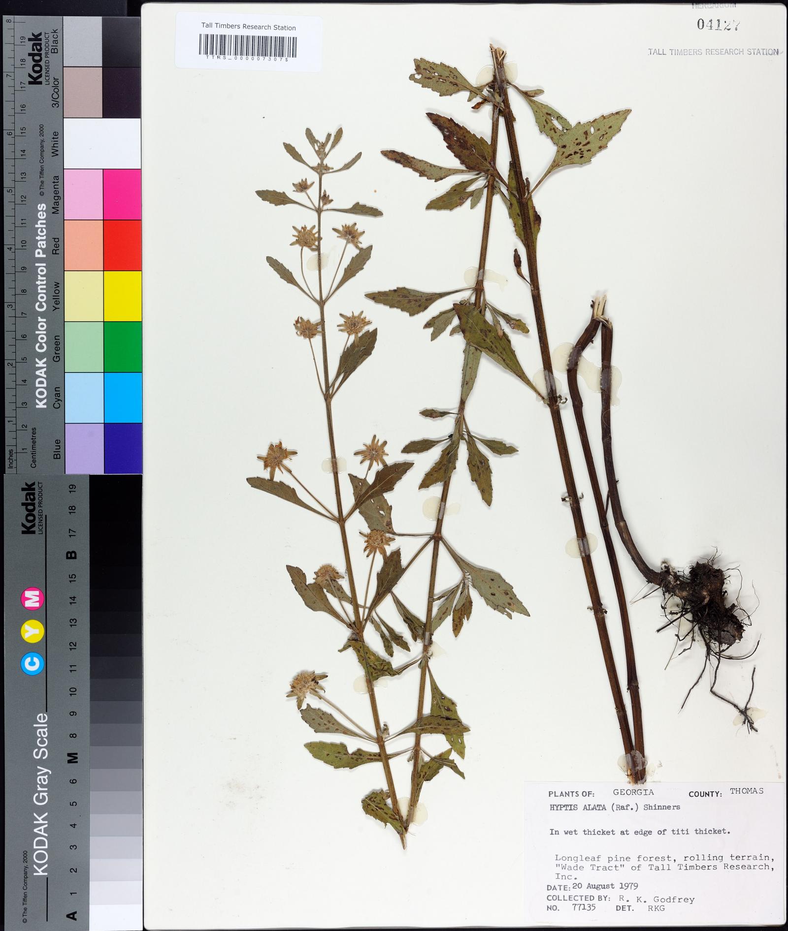 Hyptis alata image