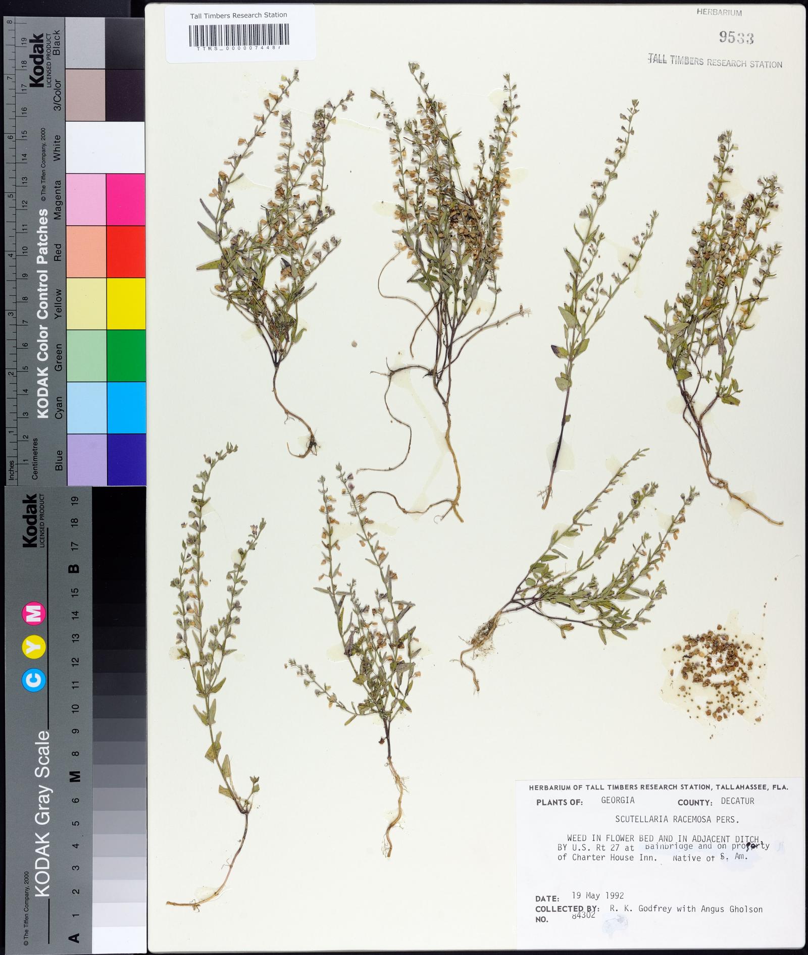 Scutellaria racemosa image