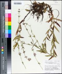 Stachys hyssopifolia var. lythroides image