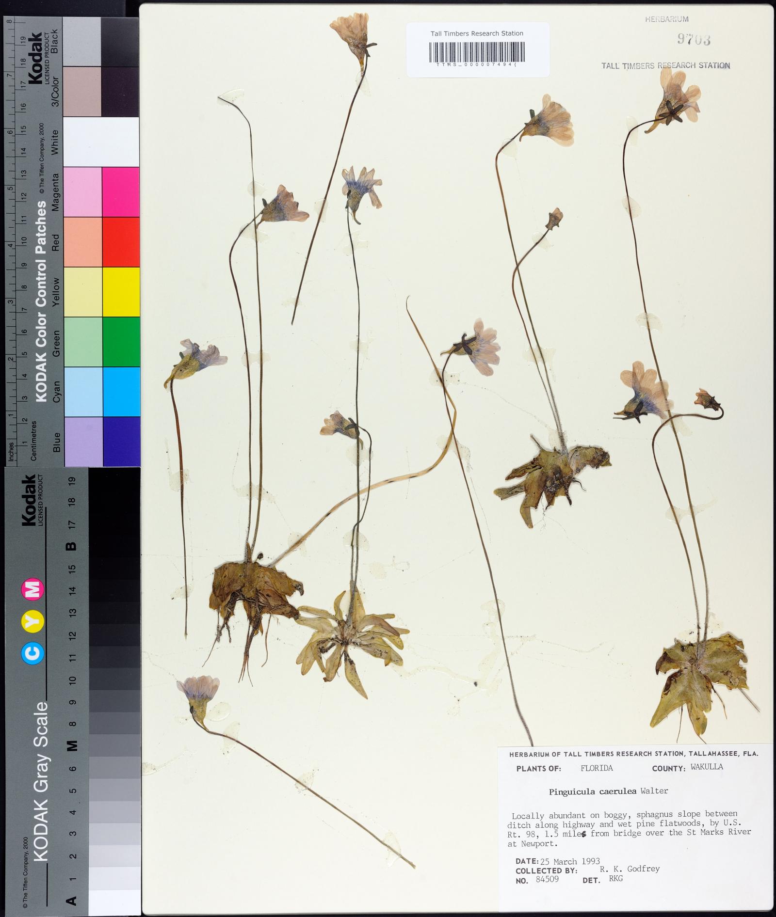 Pinguicula caerulea image