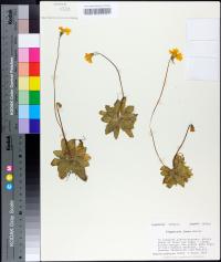 Pinguicula lutea image