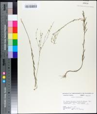 Linum floridanum image