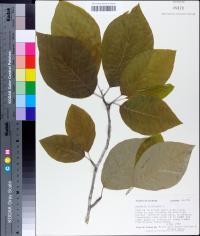 Magnolia acuminata image