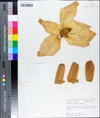 Magnolia macrophylla image