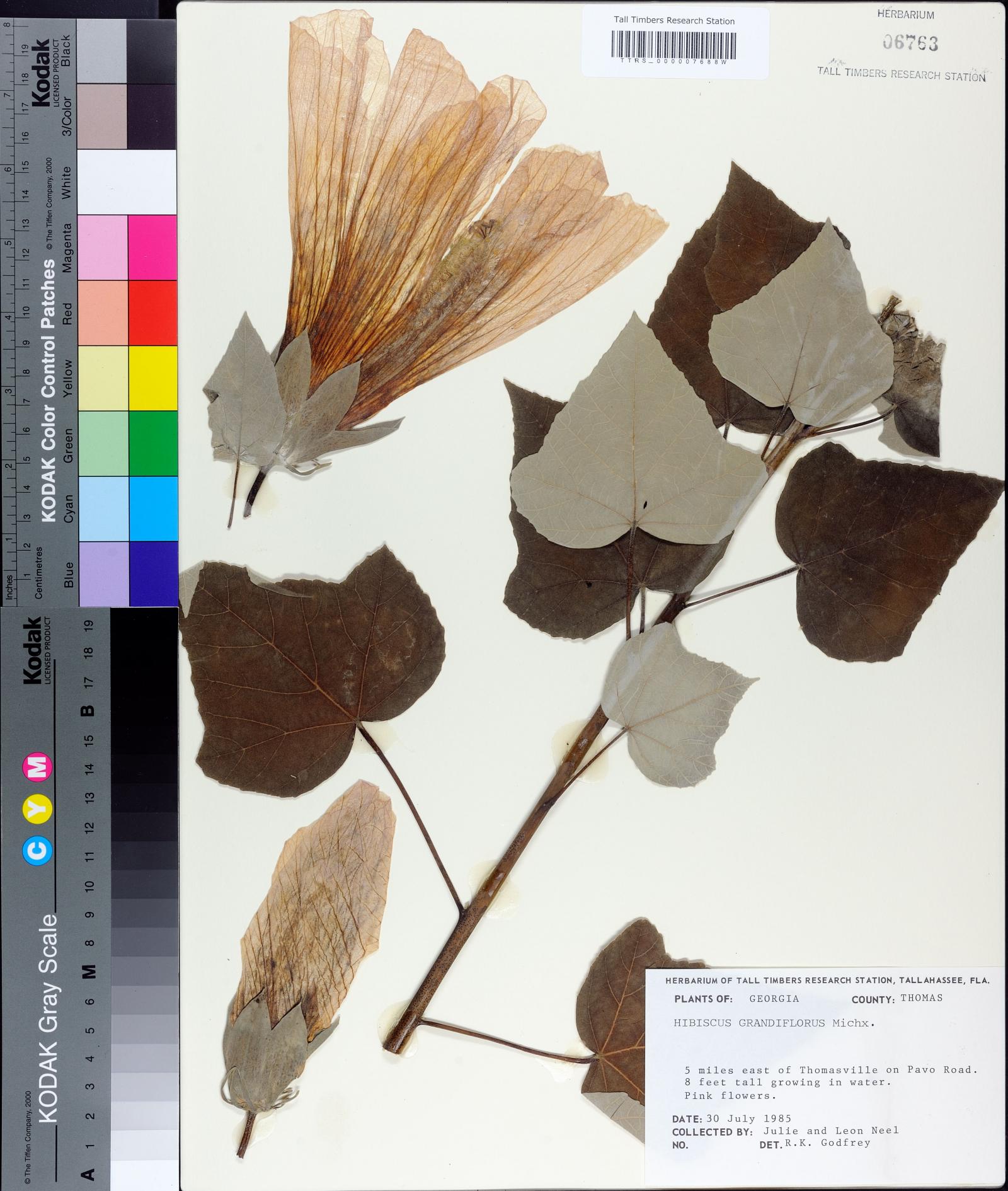 Hibiscus grandiflorus image
