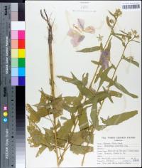 Kosteletzkya virginica image