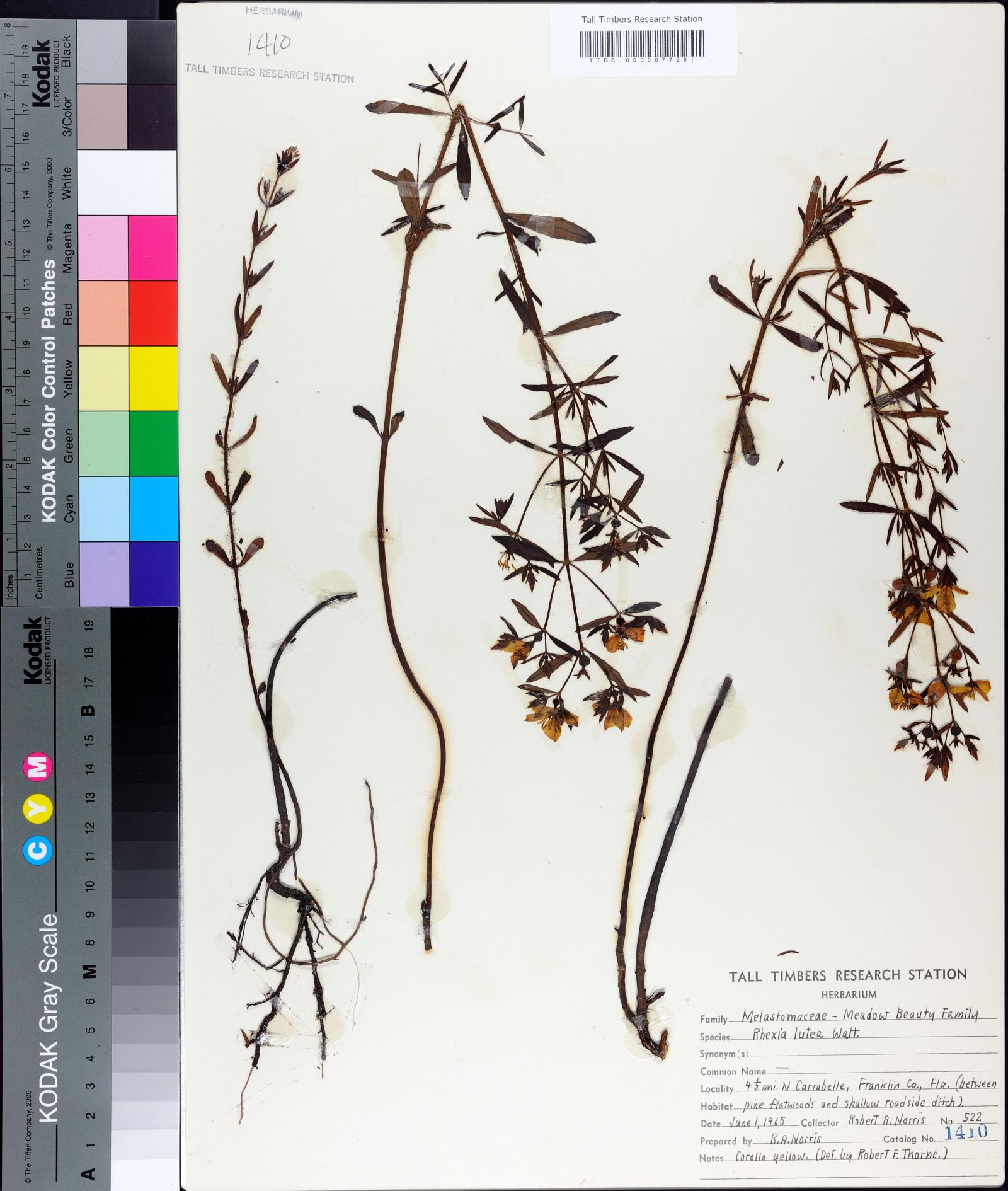 Rhexia lutea image