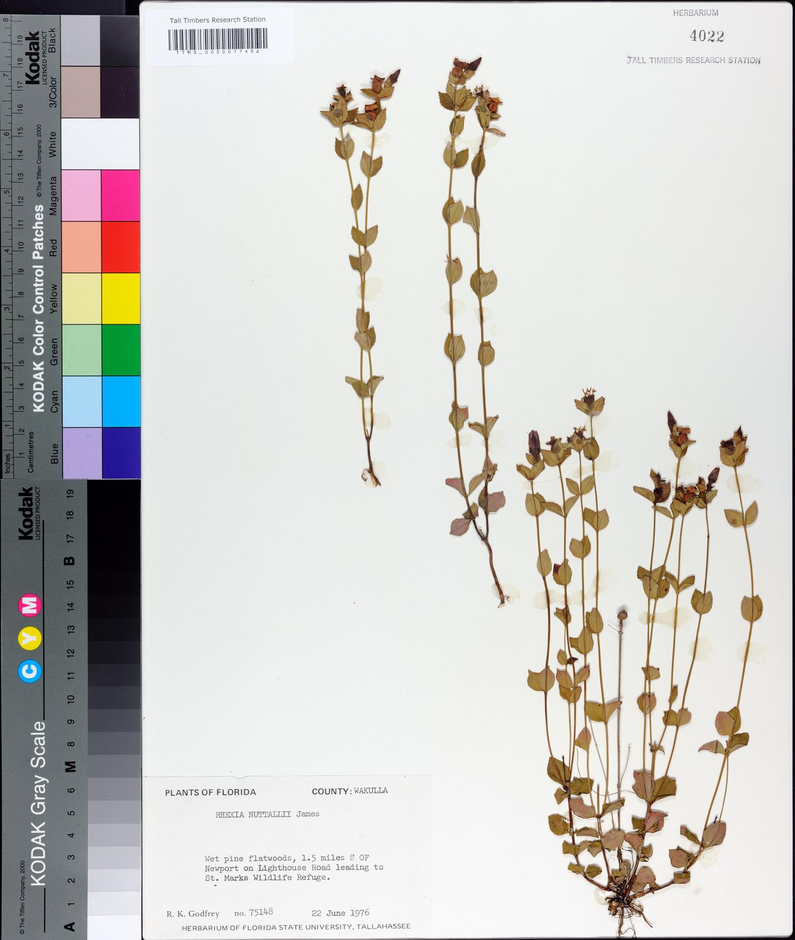 Rhexia nuttallii image