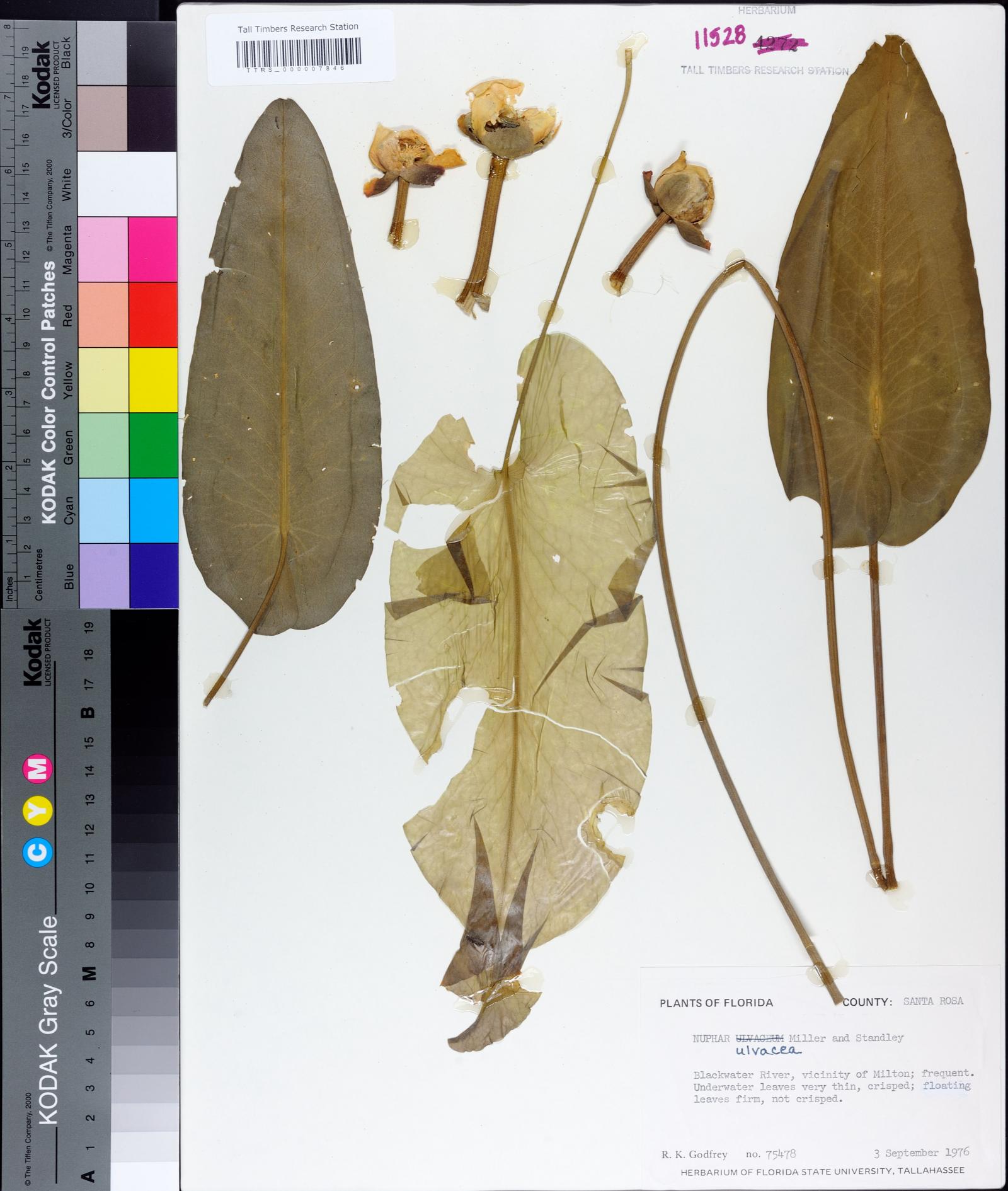 Nuphar advena subsp. ulvacea image