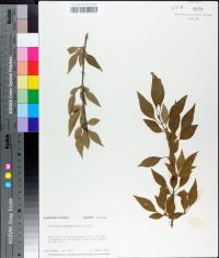 Forestiera acuminata image