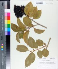 Ligustrum lucidum image