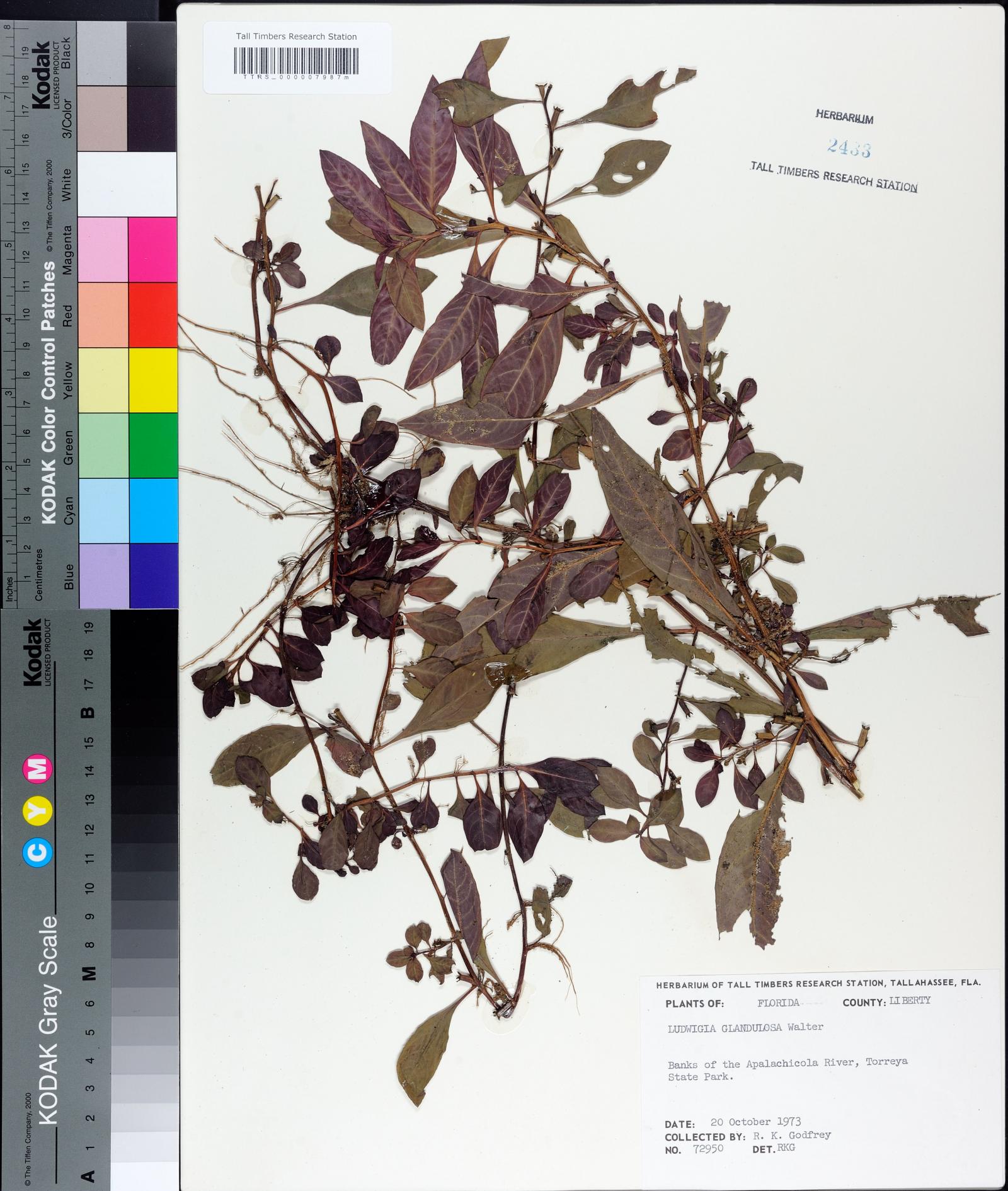 Ludwigia glandulosa image