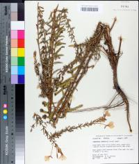 Oenothera curtissii image