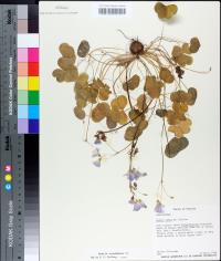 Oxalis debilis image