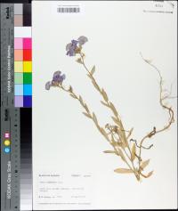 Phlox drummondii image