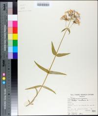 Phlox glaberrima image